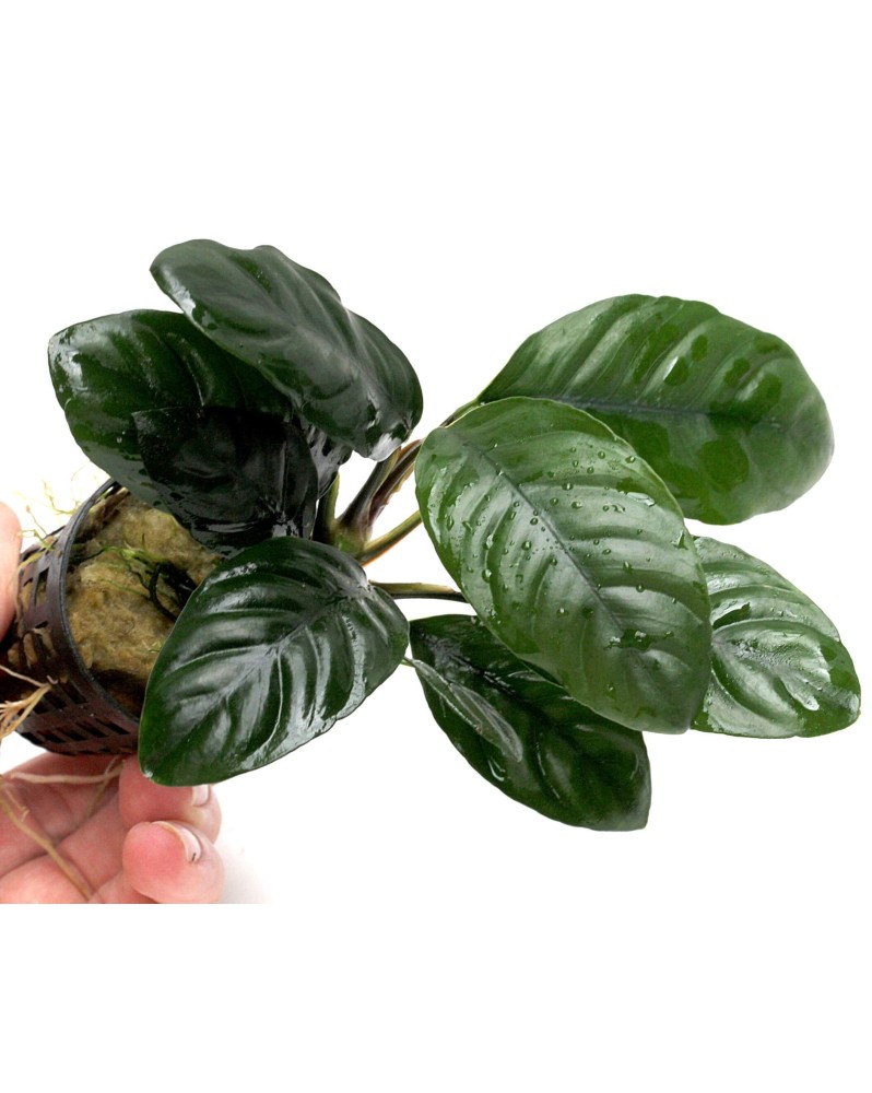 Anubias Coffeifolia